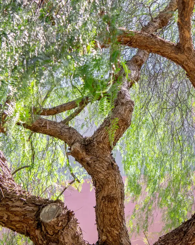 La chioma dell'albero vista dal basso, con la luce che filtra tra i rami